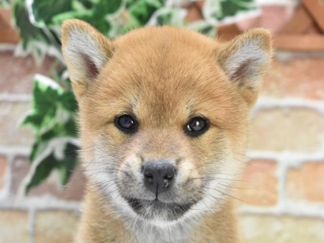 2024年3月30日生まれの柴犬(標準サイズ)の1枚目の写真
